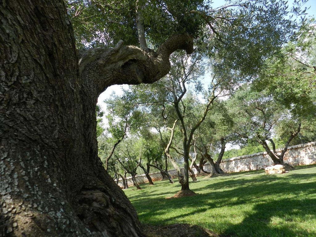 I Trulli Del Nonno Michele Pensionat Alberobello Exteriör bild